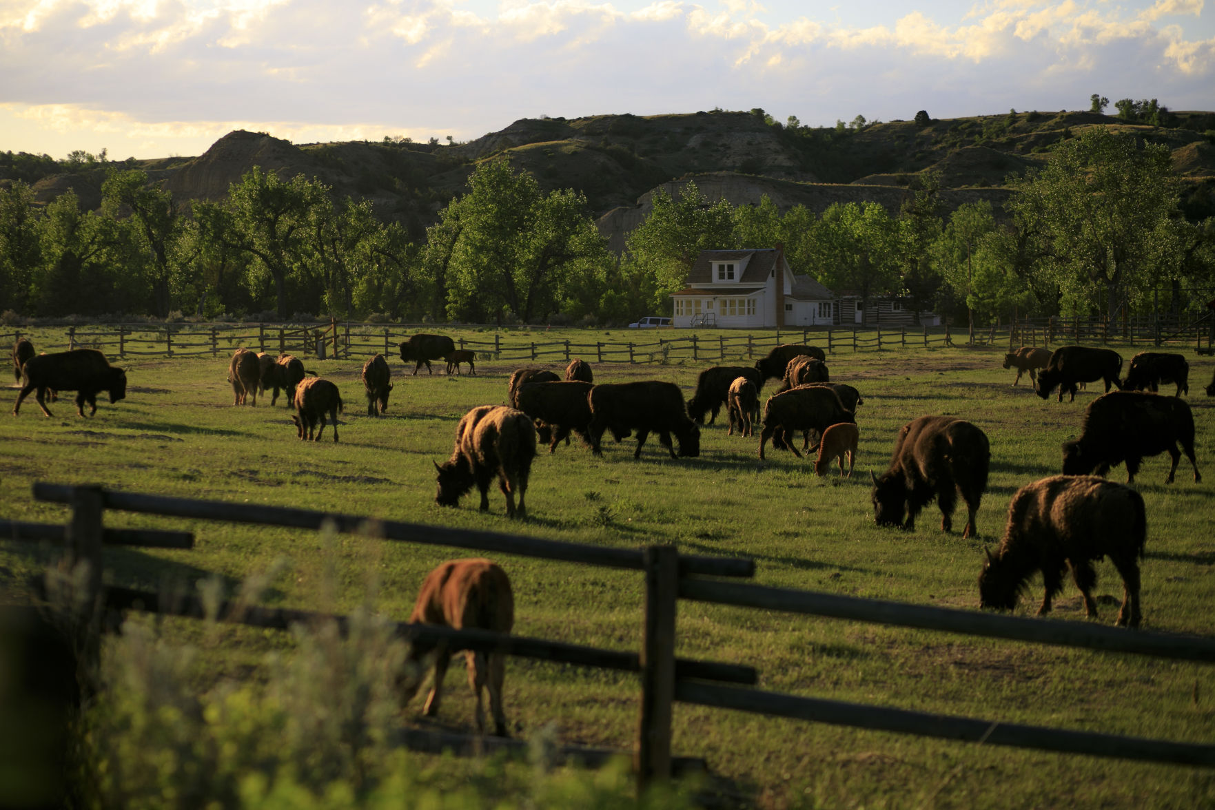 Theodore Roosevelt National Park